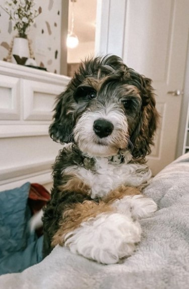 F1B Mini Bernedoodle