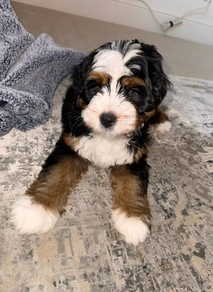 F2B Mini Berendoodle