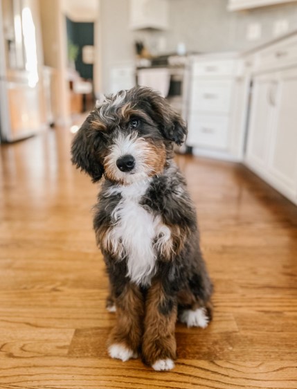 Mini Bernedoodle