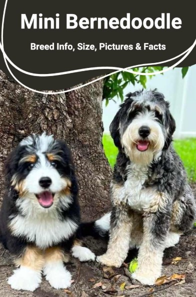 Mini Bernedoodle Size