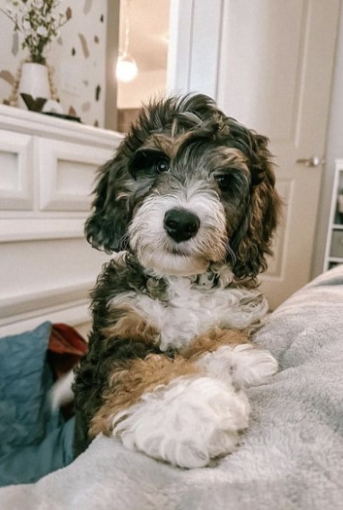 F1 Mini Bernedoodle